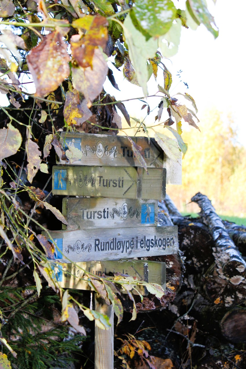 Turløyper
